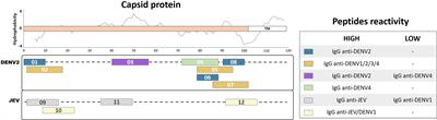 Linear and Continuous Flavivirus Epitopes From Naturally Infected Humans